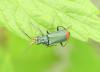 Malachius bipustulatus